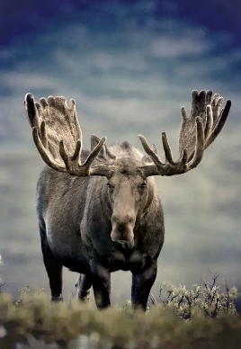 Hunting Arrows